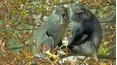 Land of Primates