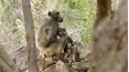 Land of Primates