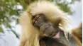 Land of Primates