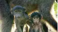 Land of Primates