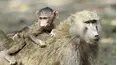 Land of Primates