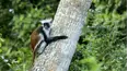 Land of Primates