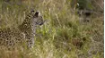 Wildlife Icons