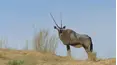Wildlife Icons