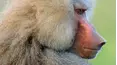 Wildlife Icons