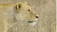 Wildlife Icons