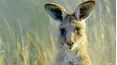 Secret Life of the Kangaroo