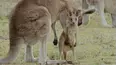 Secret Life of the Kangaroo