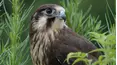 Wild Birds of Australia