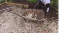 Garden Rescue
