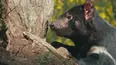 Secret Life of the Tasmanian Devil