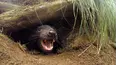 Secret Life of the Wombat