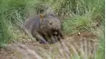 Secret Life of the Wombat