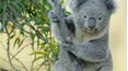 Secret Life of the Koala