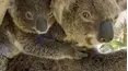 Secret Life of the Koala