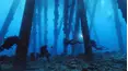 Reef Wrecks