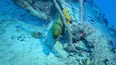 Reef Wrecks