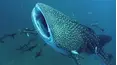 Reef Wrecks