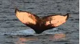 Atlantic: The Wildest Ocean on Earth