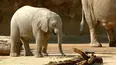 Baby Animals