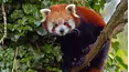 Baby Animals