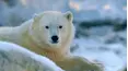 Baby Animals