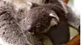 Baby Animals
