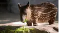 Baby Animals