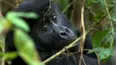 Gorilla Family and Me