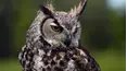 Animal Senses