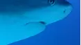 Animal Senses