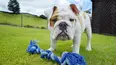 The Wonderful World of Puppies