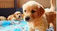The Wonderful World of Puppies