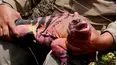 Galapagos