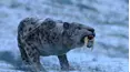 Age of Big Cats