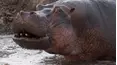 Wild Tanzania