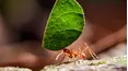Nature's Greatest Talents