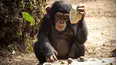 Baby Chimp Rescue