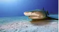 Wild Caribbean: Rhythms of Life
