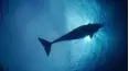 Wild Caribbean: Rhythms of Life