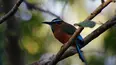Wild Caribbean: Rhythms of Life
