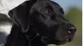 The Super Retriever Series Crown Championship