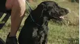 The Super Retriever Series Crown Championship
