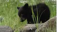The Wild Canadian Year