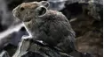 The Wild Canadian Year