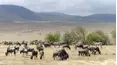 Íconos de la vida silvestre