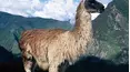 Lost Worlds of South America
