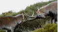 Wild Fighters