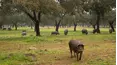 Dehesa, el bosque del lince ibérico