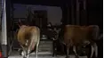 On Patrol: Live